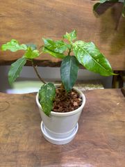 フィカス・アスペラ　陶器鉢植え　斑入り　ゴムの木　新種　観葉植物　インテリア　グリーン　オシャレ