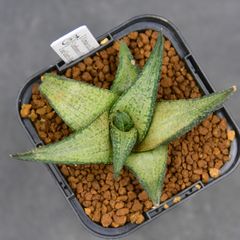 送料】メルカリ便 鉢植え発送用 - メルカリ