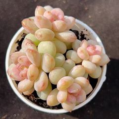 ペラルゴニウム　ミラビレ(大株良型)枝振り枝密度最高、微発根 ペラルゴニウム ミラビレ(大株良型)枝振り枝密度最高、微発根