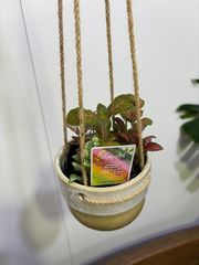 フィットニア　レインボーミックス　3号ポット　陶器吊り鉢付　アミメグサ（網目草） ハンギング　可愛い　カラーリーフ　小鉢　オシャレ　観葉植物　インテリア　グリーン