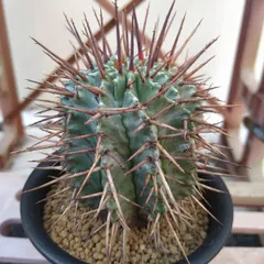 2025年最新】白肌ホリダの人気アイテム - メルカリ