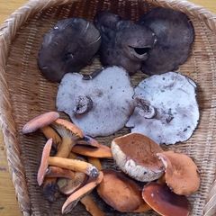 天然きのこ83　クロカワ、タマゴタケ、チチタケ800g