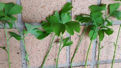 イチョウの苗 20cm前後 観葉植物や盆栽などにもできます