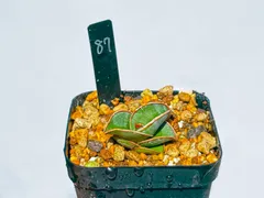 2025年最新】サンスベリア ロリダの人気アイテム - メルカリ