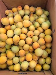 完全無農薬 あんず 10kg 杏 - メルカリ