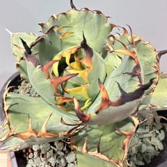 スナグルトゥース②☆暴牙☆カクタスグリーン産☆CACTUS GREEN産