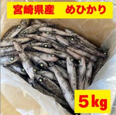 とれたて新鮮　宮崎産　めひかり　大　冷凍　メヒカリ　5kg    大きめサイズ　有頭　バラ凍結　業務用 　Lサイズ
