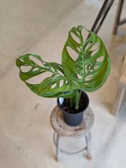一点物】希少 モンステラ デリシオーサ 木質化 気根 根上がり 観葉植物