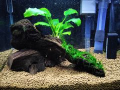 371．流木付き水草 アヌビアスナナ 南米ウィローモス