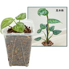 UJ モンステラ ゴールドリーフ 4号 アーバンジャングル