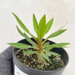 2838 「塊根植物」フォークイエリア プルプシー【実生・Fouquieria purpusii・葉落ちする】