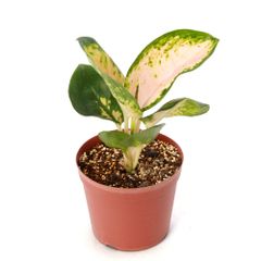 ★ディスキディア　ナムコック　吊り鉢仕様 観葉植物）ディスキディア ナムコック 吊り鉢タイプ ３号（１鉢