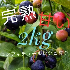 冷凍完熟ブルーベリー2kgのサムネイル