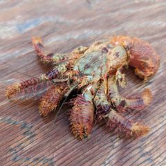 【冷凍オニヤドカリ】 約900g～1kg 32匹