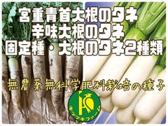 宮重青首大根のタネと辛味大根のタネ　各40粒　無農薬無化学肥料栽培のタネ