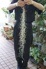 【太葉スパニッシュモス 60cm】 【銀葉Mサイズ】チランジア ウスネオイデス エアプランツ エアープランツ