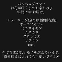 バルバスプランツ　球根　原種　チューリップ