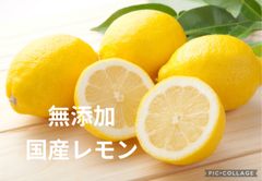 レモン 10kg サイズミックス 防腐剤不使用 美容健康 免疫力 国産 安心安全