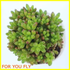 【在庫セール】セダム 虹の玉(ニジノタマ) 2.5号ロングポット 3個セット【品種で選べる多肉植物】学名：Sedum rubrotinctum /ベンケイソウ科グラプトペタルム属●光沢・丸みがある、ぷりっとした葉が可愛い多肉植物です。葉が小さく、たくさん付いて