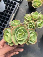 ㊱大きめ苗! 青鬼❣️そわそわ❣️もみじ飴❣️紅手鞠❣️6苗メルカリ便送料込 ㊱大きめ苗! 青鬼❣️そわそわ❣️もみじ飴❣️紅手鞠❣️6苗