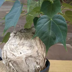 少し小さめのフィルミアナ ・コロラータ🍃 小さいが形もいいし