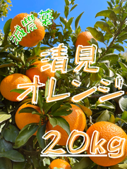 減農薬 清見オレンジ 20kg 和歌山 有田 みかん 家庭用 甘い 美味しい