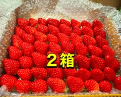 【二箱】小粒中粒サイズ 紅ほっぺ いちご🍓