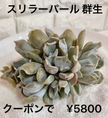 2024年最新】SUCCULENTの人気アイテム - メルカリ