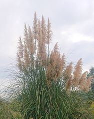 Piper sp.Papua 超希少 Piper sp.Papua 超希少 - メルカリ