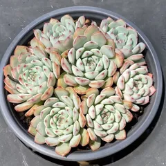 No.461 ❁ブルーミニマ❁ カット苗 多肉植物 寄せ植え