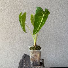 アロカシア・グリーンベルベット斑入り｜Alocasia greenvelvet 'Variegated' 現物株 73