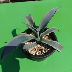 アガベ　ウェベリー アリゾナスター　AGAVE　35㎝