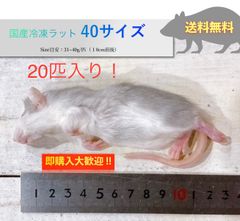 【送料無料】国産冷凍ラット40サイズ20匹入@即購入OK！北海道・沖縄の方も送料無料です！