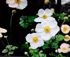 シュウメイギク・秋明菊の株  （5株、植えどき、白色）