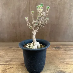 トリコディアデマ　ブルボスム　①　現品　Trichodiadema bulbosum  姫紅小松 2.5号 観葉植物 観葉 植物 珍奇植物 珍奇 珍しい 塊根植物 塊根 コーデックス メセン インテリア プレゼント おしゃれ かわいい おうち時間 グリーン
