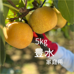【ご家庭用】豊水　ほうすい　梨　５㎏箱　11〜14玉