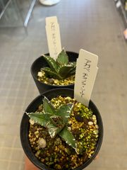 アガベ　チタノタ　シーザー　抜き苗　ランダム発送