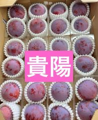 最高級プラム　貴陽　甘い秀品　プラム　スモモ