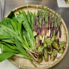 山菜塩蔵！ img66172410.jpg