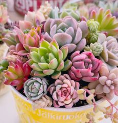 274 多肉植物寄せ植えセット - メルカリ