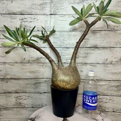 パキポディウム グラキリス 現地球 ベアルート (発根済み) 塊根