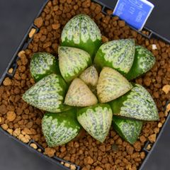 【専用】リプサリス✳︎さま Rhipsalis] 6 varieties: A recommended houseplant that even
