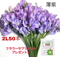 花 生花 切り花 花束 発送日に収穫 超新鮮 最速即日発送 産地直送 スイートピー 2L規格 50本 保水有り フラワー サプリメント ガーデニング インテリア 春の花 新春 切花