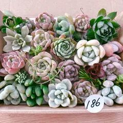 186 .187  Smile☺︎様   多肉植物寄せ植えセット