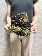 ＊特大＊ ▽Lecanopteris Spp balgooyi▽ B65レカノプテリス　バルゴイ【プラネット】アリ植物　シダ　 Wild