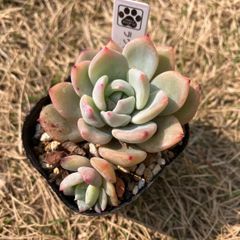ラウィータ　抜き苗　多肉植物　モフ多肉　エケベリア