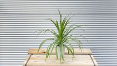 【観葉植物】ドラセナ・カンボジアーナ　6号鉢