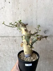 高*田様 K78 コミフォラ ピュア カタフ ソマリア 現地株 新着 下処理済み Commiphora kataf pure コミフォラ ピュアカタフ 発根済現地株 4