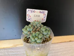 札付き】乙女蛍 コキリノさん苗 ポットごと