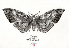 Death's head howkmoth #001